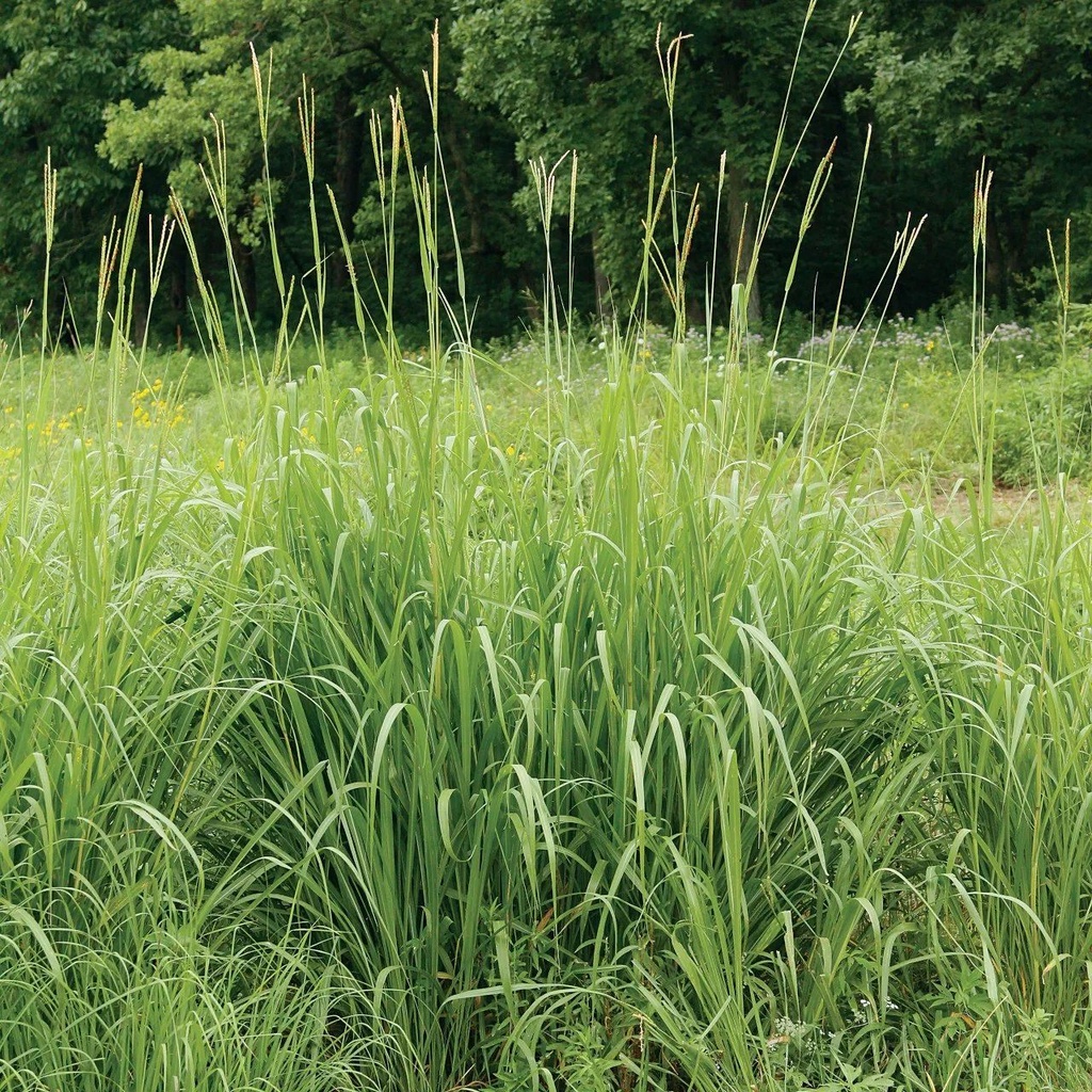 PARLANTE TREND CELESTE MOVISUN
